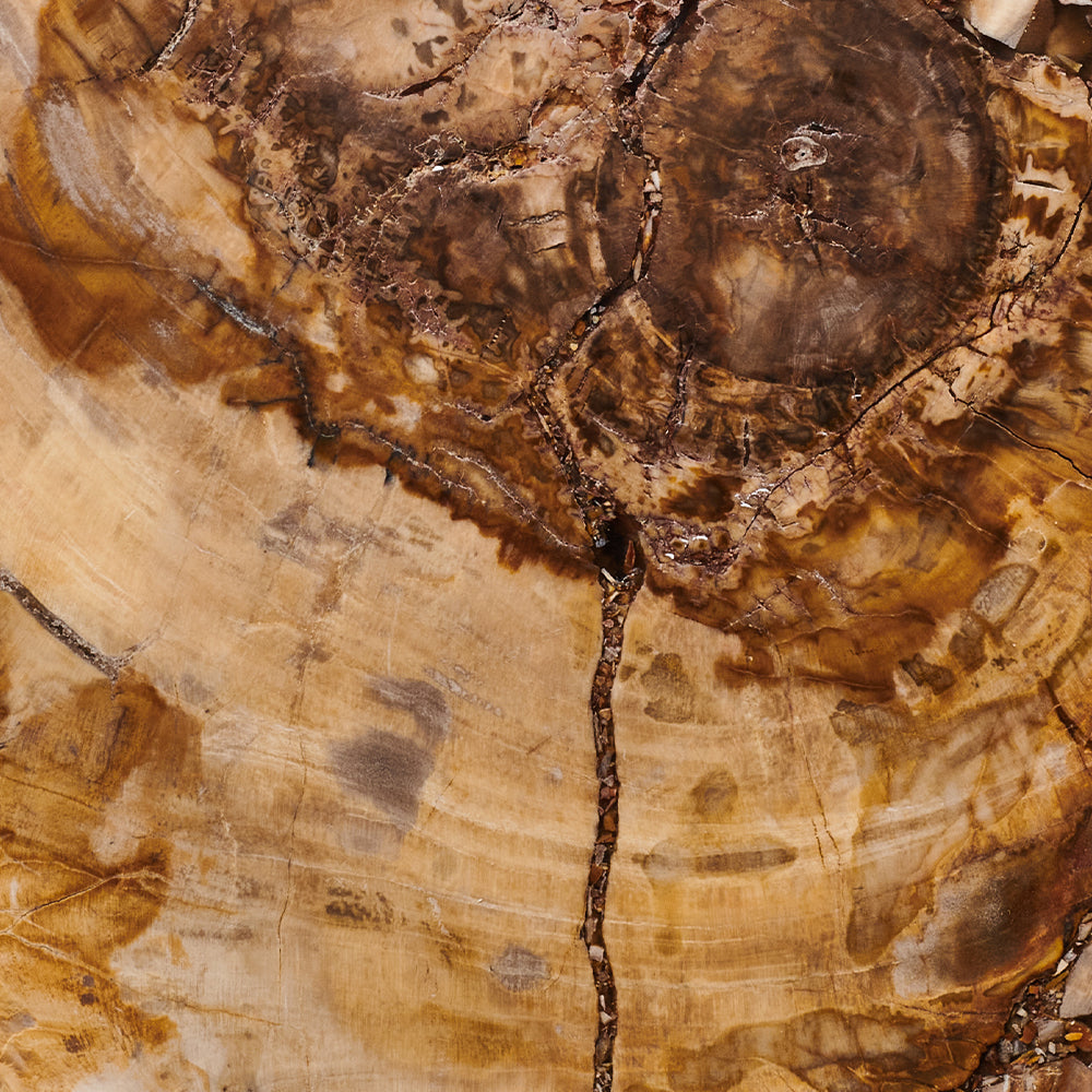 Brown Petrified Wood Soap Dish